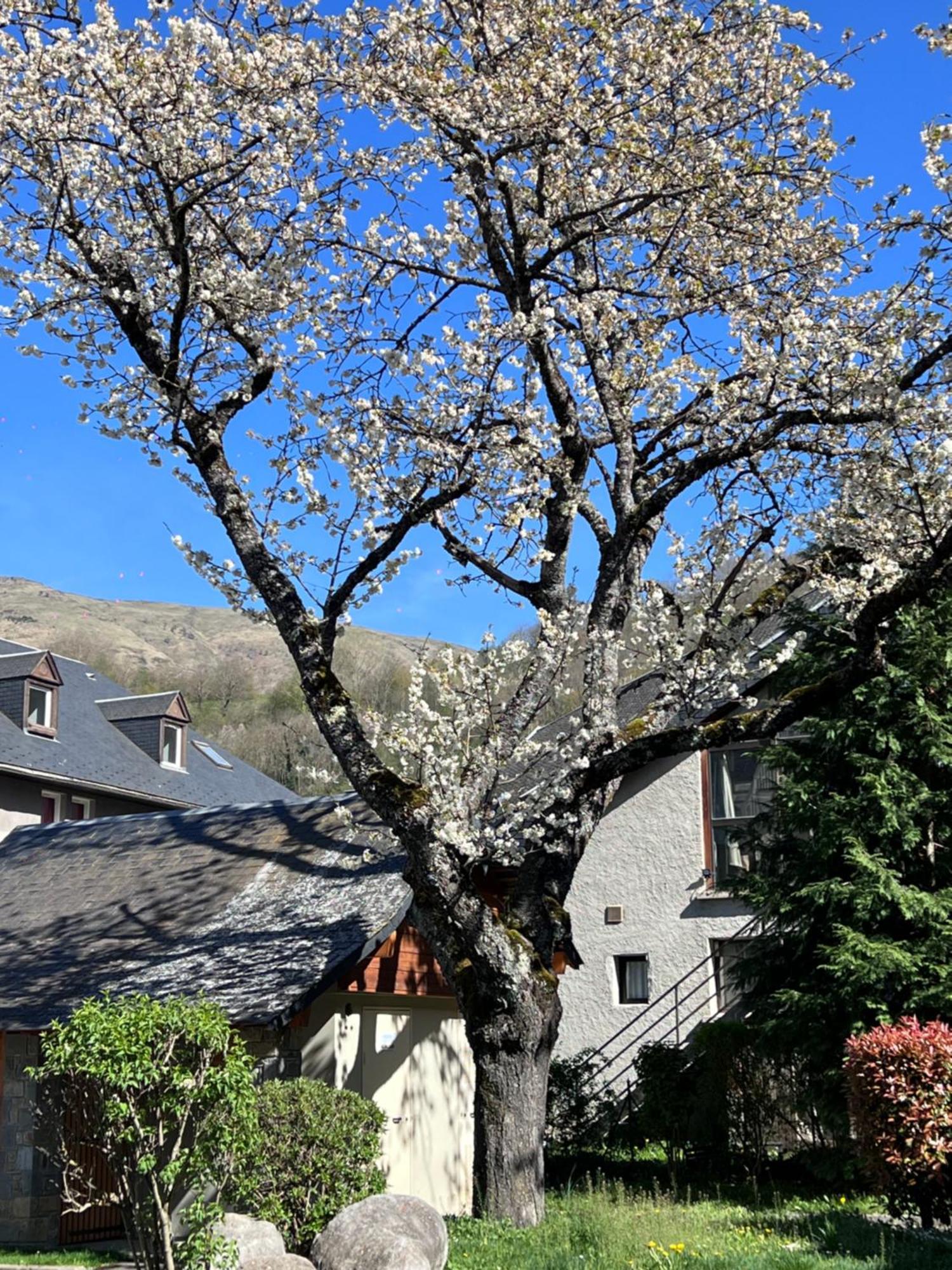Apparts Au Coeur De St-Lary - Piscine Chauffee Et Sauna サン・ラリー・スラン エクステリア 写真